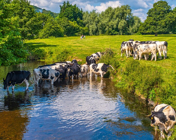 Cows Summertime Devon Photo Download – Wading Stream & Green Fields, Timeless English Landscape Fine Art, Cottage Boho Gift