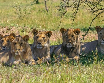 Five Lions Resting Photo Download, Serengeti Wall Art, Tanzania Travel Gift for Animal Lovers
