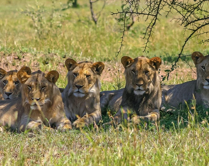 Five Lions Resting Photo Download, Serengeti Wall Art, Tanzania Travel Gift for Animal Lovers