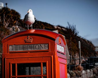 Seagull on British Red Phone Box Photo Download • Quirky UK Street Scene • High-Res Urban Nature Wall Art • Instant Printable Decor