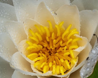 Water Lily Photo Print: Rain Droplets, Cottagecore Floral (Digital Download