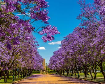 Purple Jacaranda Avenue Photo Print: Floral Wall Art (Digital Download)