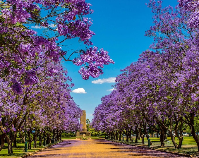 Stunning Avenue Purple Jacaranda Photo Download, Floral Wall Art Gift for Her, perfect for Flower Buffs, Australian Blooms Art Print