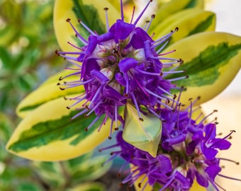 Purple Veronica Flower Photo: High-Res Botanical Print (Digital Download