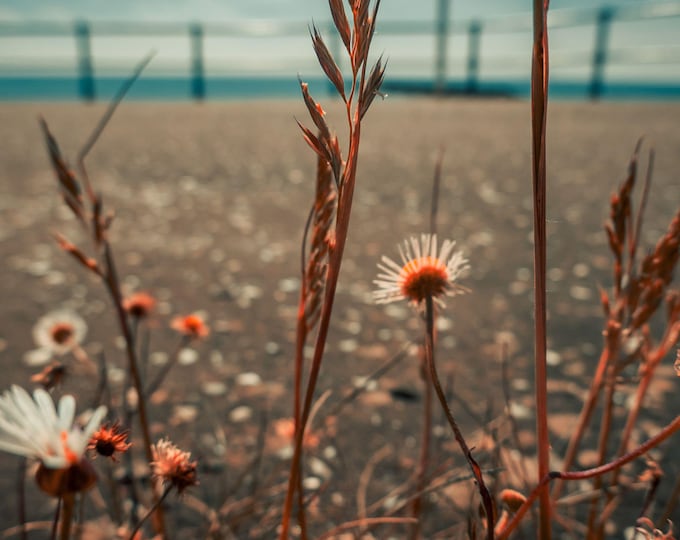 Wildflowers by the Sea Devon Print, Coastal Flower Meadow Photo, Digital Download Wall Art, Nature Photography Instant Download, High Res