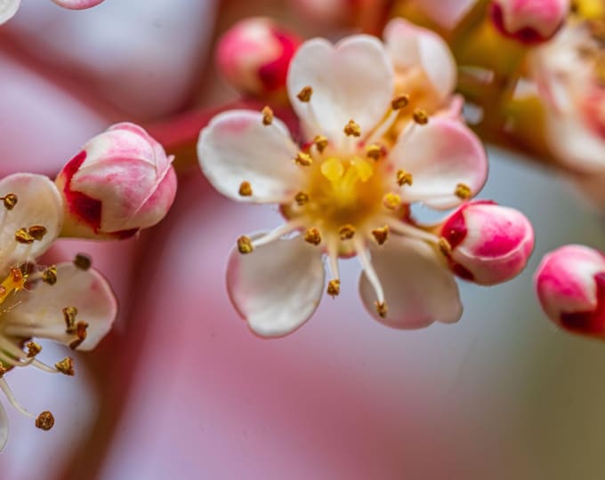 White and Pink Japanese Photinia – Close-Up Nature Photo – Instant Download Gift For Her, Garden Flower Lover Decor Boho Cottagecore