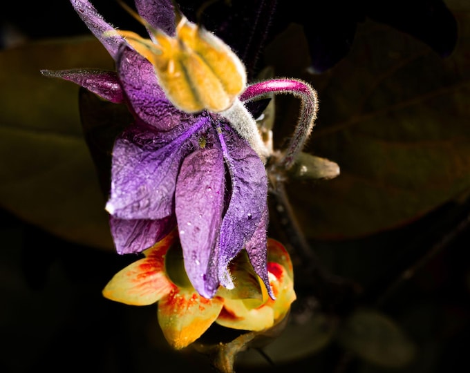Dramatic Purple Columbine Photo Download | Stunning Close-Up Flower Print | High Res Fine Art | Gift for Her | Botanical Wall Decor
