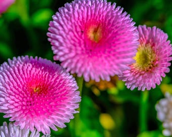 Pink Chinese Daisy Photograph: Botanical Wall Art (Instant Download)