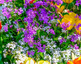 Colorful Flower Garden Photo Art Print (Digital Download)
