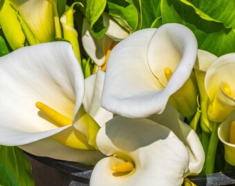 White Lily Photo Print: Fine Art Floral, Boho Cottage Decor (Digital Download)