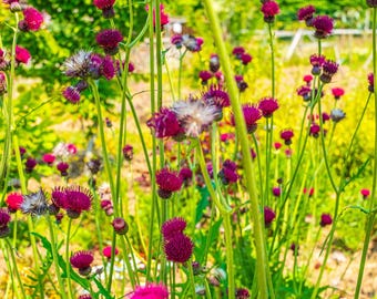 Purple Thistle Field Print: Boho Cottagecore Wall Art (Instant Download)