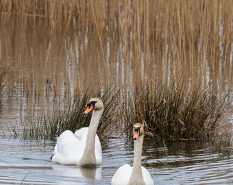 Devon Swans Photo Print: Cottage Wall Art (Digital Download)