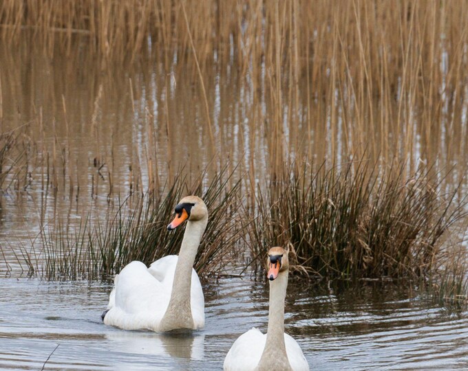 Photo Download Serene Swans on English River | High-Res Cottagecore Fine Art | Peaceful Wildlife Print | Nature Gift for Her Decor