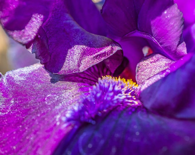 Close Up Purple Iris Photo Download, UK Summer Flower Art Gift for Garden Lovers