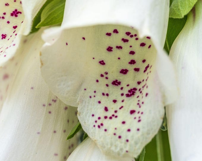 white Foxglove close up macro photo download spring devon, Wild Flower Photo Art Decor, For Her Fine Art High Res Gift Print Ready