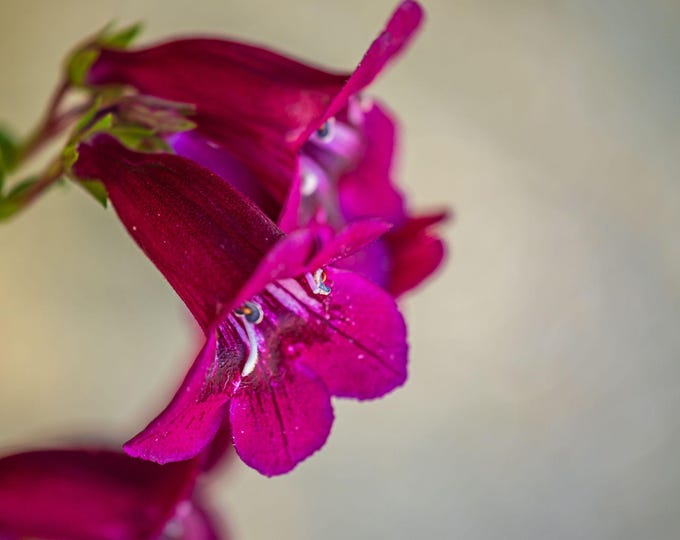 Purple Beardtongue Flower Photo Download, Wall Art Gift for Her, Floral Decor