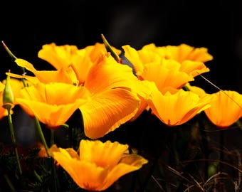 Orange California Poppy Photo: Dramatic Floral Wall Art (Digital Download)