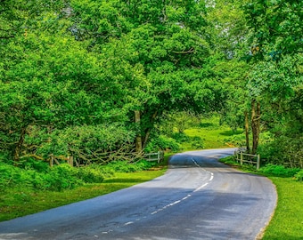 New Forest national Park High Summer- Instant Download