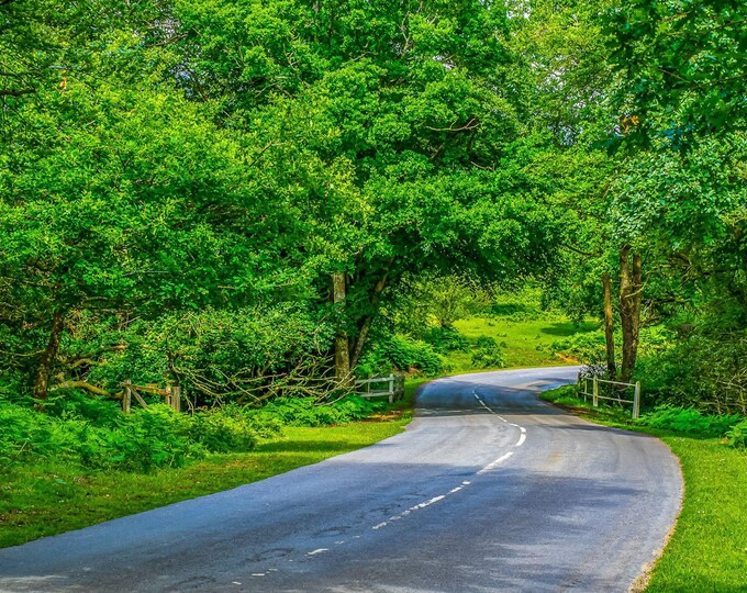 New Forest national Park High Summer- Instant Download