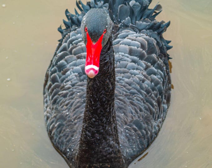 Black Swan on Exe Estuary - Topsham Devon Wildlife Photo | Instant Digital Download Bird lover gift- Bird Decor