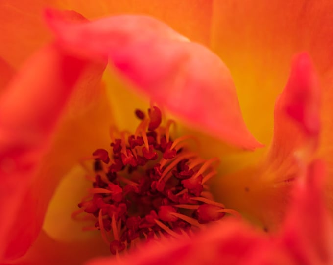 Red Rose Close-Up Instant Digital Download-Red Rose Flower Lover for Her, Boho Fine Art Photo, Cottage Core Flower Print Decor Gift
