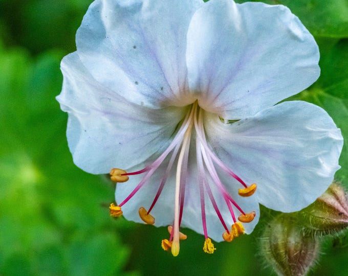 White and Pink Geranium Photo – Summer Bloom Wall Art | Instant Download Floral Print, Cottagecore Boho Décor, Garden Flower Gift, For Her