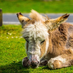 Baby Donkey Photo: New Forest National Park Wildlife (Digital Download)