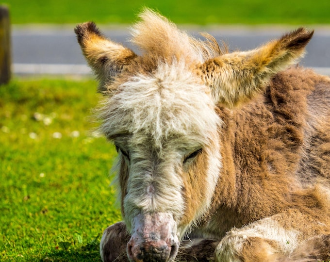 Cute Baby Donkey, Summer in New Forest National Park, Wildlife Photo Download