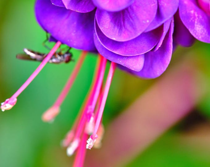 Stunning Purple Fuchsia Flower Photo Download - Fine Art High-Res Wall Print - Garden & Country Lover Gift - Floral Decor for Her