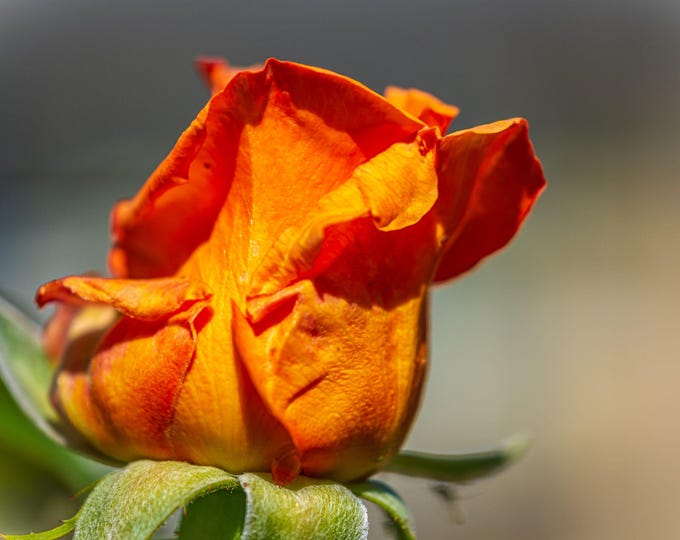 Orange Rosebud Macro Photo Download, Fine Art Wall Art, Gift for Flower Lovers