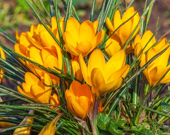 Stunning Yellow Croci Photo Download, Mother's Day and Easter Fine Art, High Res Spring Flower Gift & Wall Art Decor