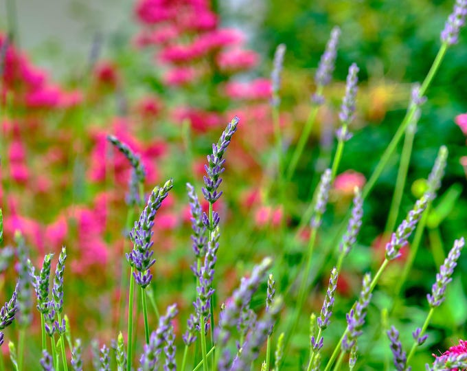 Stunning Purple Lavender and Summer Blooms Photo – Cottagecore Flower Art Print Instant Download Best Gift for Mom, Boho Flower Decor