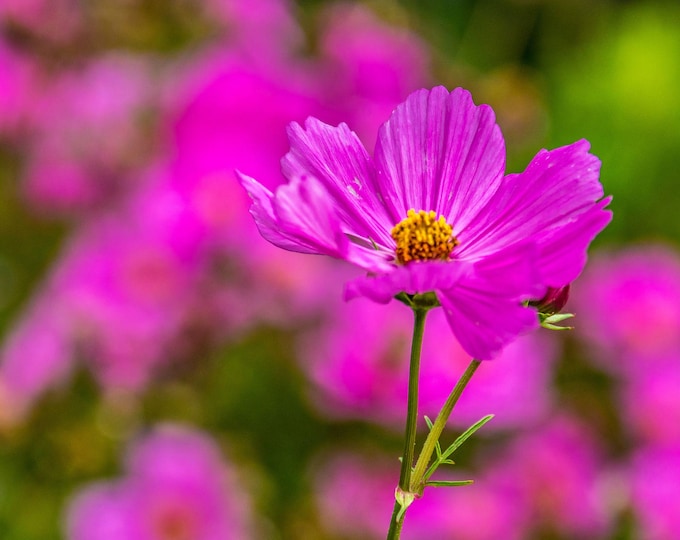 Purple Cosmos Flower Photo, Spring Floral Wall Art, Nature Photo Print, Botanical Art, Gift for Flower Lovers, Instant Digital Download