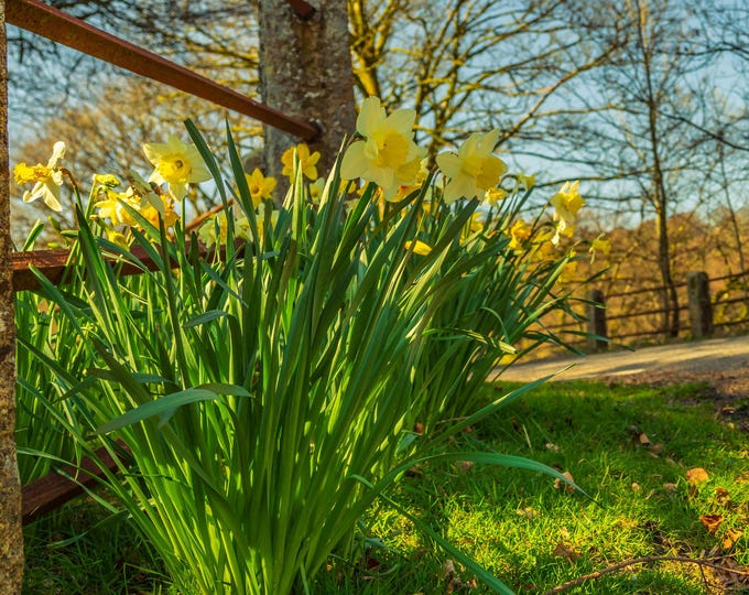 Photo Instant Download Yellow Spring Daffodils Devon, Flower Lover Gift, Nature Fine Art Wall Cottage Decor Boho