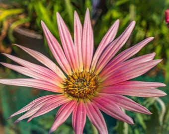 Pink African Daisy Fine Art Photography Print - Boho Nature Wall Art (Digital Download)