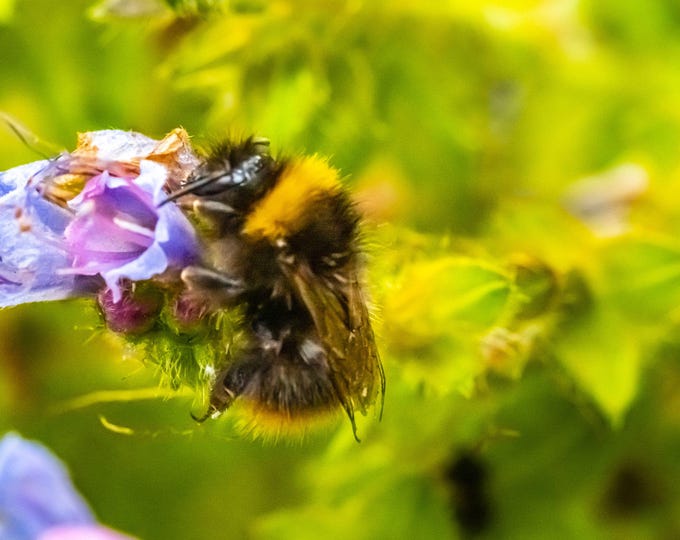 Photo Download Bee Pollinating Mauve Flower | Summer Floral Fine Art | High-Res Nature Print | Botanical Gift for Her | Instant Download