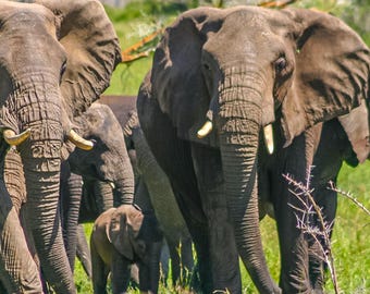 Elegant Elephant Herd Photo | Adults and Calves Serengeti Scene | African Wildlife Wall Art | Instant Download Nature Print, Elephant Gift,
