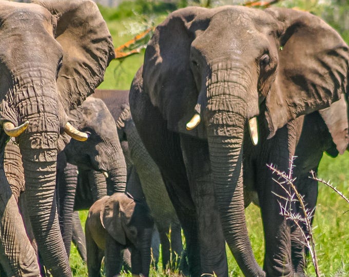 Elegant Elephant Herd Photo | Adults and Calves Serengeti Scene | African Wildlife Wall Art | Instant Download Nature Print, Elephant Gift