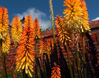 Red Hot Poker Flower Photo: Vibrant Botanical Garden Art (Digital Download