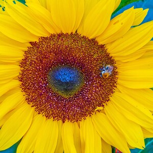 Sunflower Bee Photo: Summer Floral Fine Art Print (Digital Download)