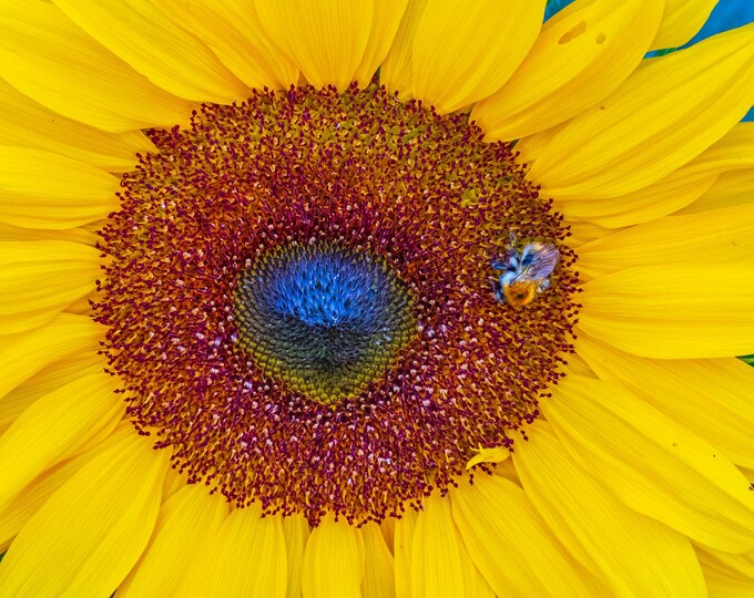 Close-Up Sunflower with Bee – Summer Nature Photo – Digital Download