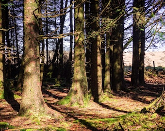 Dartmoor Woods Photo: Sunlit Summer Path Landscape (Digital Download)