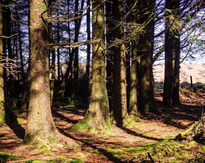 Instant download photo Sunlit Summer Path, Ancient Dartmoor Woods, Country Landscape, Country Lover Gift, Dartmoor Decor High Res Fine Art