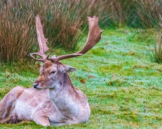 Majestic Stag with Huge Antlers, Powderham Castle Devon, Wildlife Photo