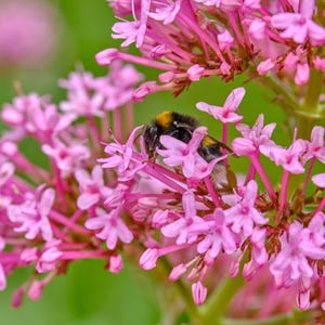 May include: A bumblebee with black and yellow stripes collects nectar from pink flowers. The flowers are in bloom and have a delicate, clustered appearance.