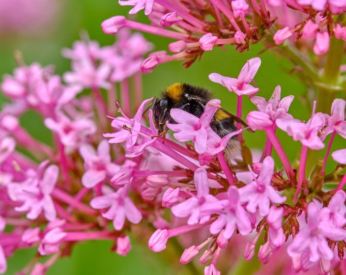 Red Valerian Flower with Bee – Summer Devon Photography – Instant Download