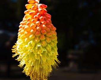 Red Hot Poker Flower Photo: Vibrant Botanical Wall Art (Digital Download A2/16x24in+)