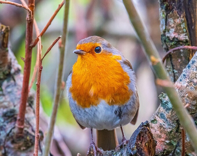 Robin on a Twig Photo, Devon Wildlife Nature Print, Digital Download