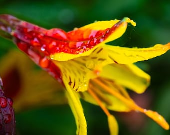 Stunning St. Martin's Lily Photo Download • Raindrops on Petals • High-Res Floral Wall Art • Botanical Nature Print • Instant Download