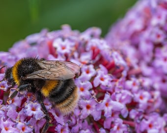 Bumble Bee on Purple Flower Photo Print (Digital Download)